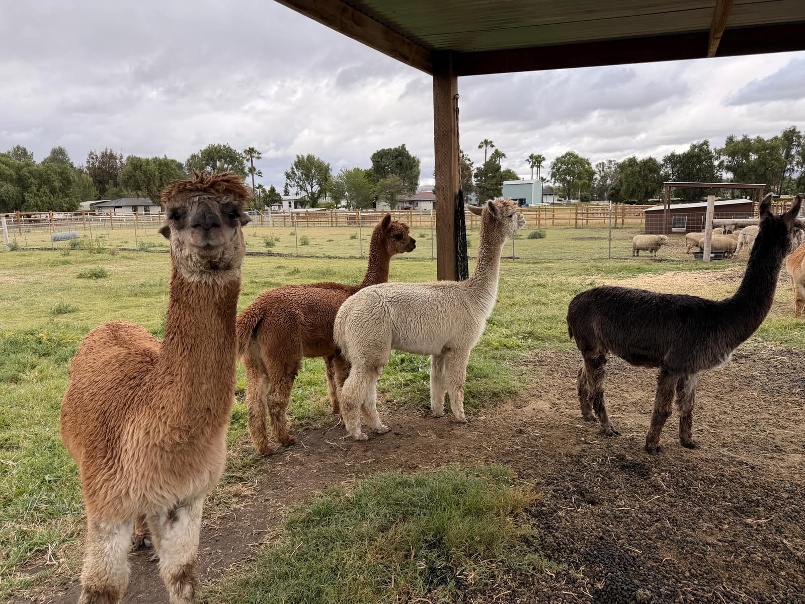 The alpaca herd
