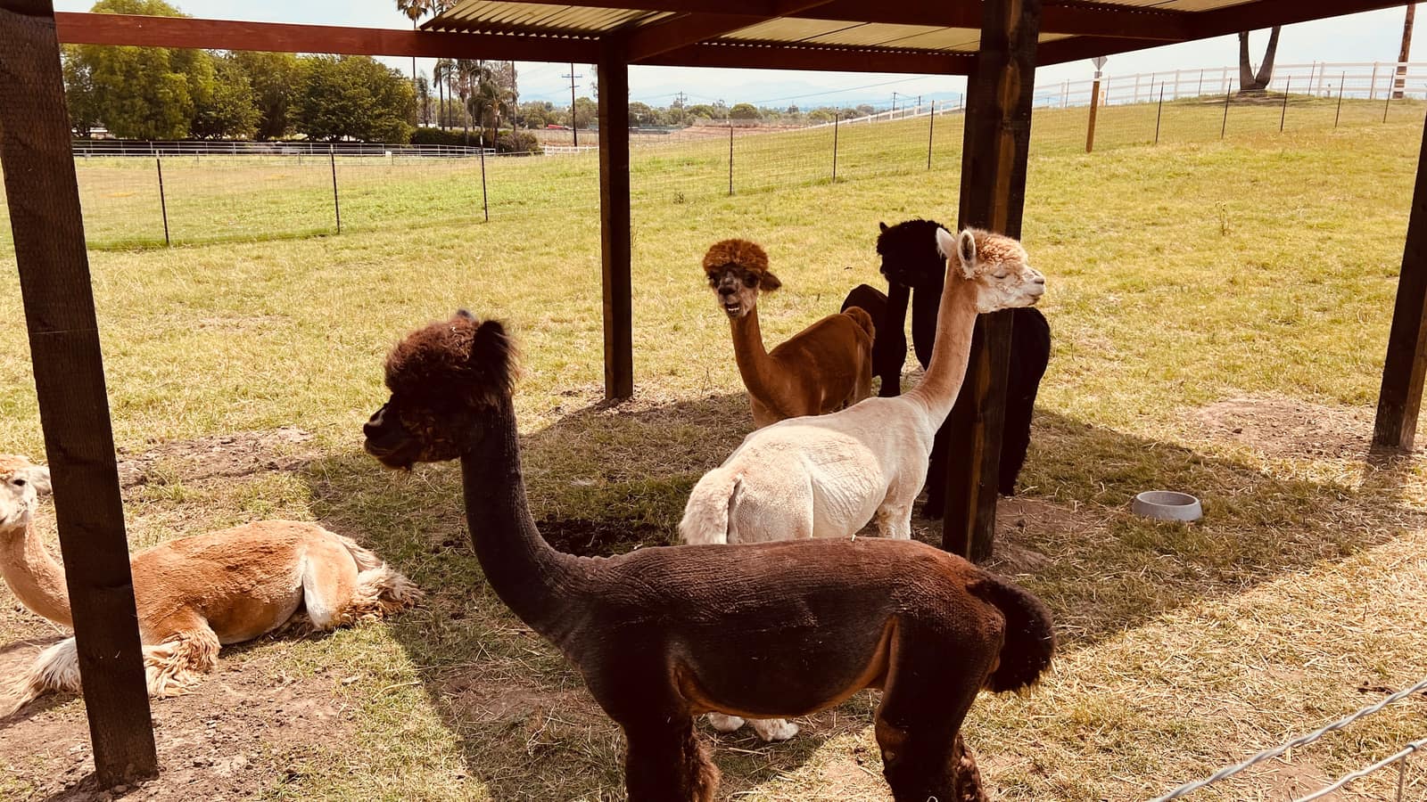 The alpaca herd at Hawk Ranch
